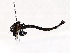  ( - BIOUG56895-C01)  @11 [ ] CreativeCommons - Attribution (2021) CBG Photography Group Centre for Biodiversity Genomics