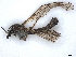  ( - BIOUG56895-H02)  @11 [ ] CreativeCommons - Attribution (2021) CBG Photography Group Centre for Biodiversity Genomics