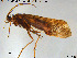  (Limnephilus kennicotti - GL-Trich04)  @13 [ ] Creative Commons  Attribution Non-Commercial Share-Alike (2016) NTNU University Museum, Department of Natural History NTNU University Museum, Department of Natural History