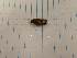  ( - IU-INHS-515356)  @11 [ ] Copyright (2019) Jose Andres Cornell Univeristy- Department of Ecology and Evolutionary Biology