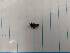  ( - IU-INHS-661022)  @11 [ ] Copyright (2019) Jose Andres Cornell Univeristy- Department of Ecology and Evolutionary Biology
