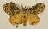  (Lymantria flavida - ww01225)  @14 [ ] CreativeCommons - Attribution (2010) creative commons-attribution Centre for Biodiversity Genomics