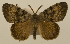  (Lymantria dispar asiatica - ww01245)  @14 [ ] CreativeCommons - Attribution (2010) creative commons-attribution Centre for Biodiversity Genomics