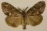  (Lymantria fumida - ww01284)  @14 [ ] CreativeCommons - Attribution (2010) creative commons-attribution Centre for Biodiversity Genomics