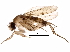  (Physoptera - BIOUG27797-A11)  @14 [ ] CreativeCommons - Attribution (2016) CBG Photography Group Centre for Biodiversity Genomics