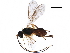  ( - BIOUG27798-A05)  @13 [ ] CreativeCommons - Attribution (2017) CBG Photography Group Centre for Biodiversity Genomics