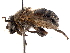  ( - BIOUG27814-B07)  @11 [ ] CreativeCommons - Attribution (2017) CBG Photography Group Centre for Biodiversity Genomics