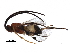  (Apanteles Malaise1876 - BIOUG27901-A06)  @13 [ ] CreativeCommons - Attribution (2016) CBG Photography Group Centre for Biodiversity Genomics