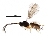  (Dinotrema Malaise5070 - BIOUG27938-G01)  @14 [ ] CreativeCommons - Attribution (2016) CBG Photography Group Centre for Biodiversity Genomics
