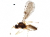  ( - BIOUG27938-H11)  @13 [ ] CreativeCommons - Attribution (2017) CBG Photography Group Centre for Biodiversity Genomics