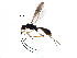  (doryMalaise01 Malaise4082 - BIOUG27940-B09)  @14 [ ] CreativeCommons - Attribution (2016) CBG Photography Group Centre for Biodiversity Genomics