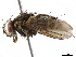  ( - BIOUG27746-G12)  @11 [ ] CreativeCommons - Attribution (2019) CBG Photography Group Centre for Biodiversity Genomics
