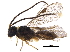  ( - BIOUG28012-C07)  @11 [ ] CreativeCommons - Attribution (2017) CBG Photography Group Centre for Biodiversity Genomics