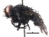  (Malaisetach29 - BIOUG27999-E02)  @15 [ ] CreativeCommons - Attribution (2016) CBG Photography Group Centre for Biodiversity Genomics