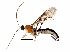  (Zaglyptus Malaise4165 - BIOUG27750-H06)  @14 [ ] CreativeCommons - Attribution (2016) CBG Photography Group Centre for Biodiversity Genomics