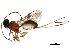  ( - BIOUG28290-D03)  @13 [ ] CreativeCommons - Attribution (2017) CBG Photography Group Centre for Biodiversity Genomics