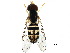  ( - BIOUG28293-F06)  @13 [ ] CreativeCommons - Attribution (2017) CBG Photography Group Centre for Biodiversity Genomics