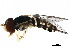  ( - BIOUG28293-F09)  @14 [ ] CreativeCommons - Attribution (2017) CBG Photography Group Centre for Biodiversity Genomics