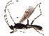  (Aleiodes alanflemingi - BIOUG27868-C03)  @13 [ ] CreativeCommons - Attribution (2016) CBG Photography Group Centre for Biodiversity Genomics