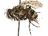  ( - BIOUG28169-F01)  @11 [ ] CreativeCommons - Attribution (2019) CBG Photography Group Centre for Biodiversity Genomics