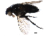 (Phytomyptera Malaise4859 - BIOUG28353-F09)  @14 [ ] CreativeCommons - Attribution (2016) CBG Photography Group Centre for Biodiversity Genomics