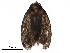  ( - BIOUG27761-D02)  @13 [ ] CreativeCommons - Attribution (2016) CBG Photography Group Centre for Biodiversity Genomics