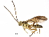  (Neotheronia Malaise1686 - BIOUG27990-A10)  @14 [ ] CreativeCommons - Attribution (2016) CBG Photography Group Centre for Biodiversity Genomics