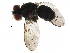 (Calodexia Malaise7327 - BIOUG27761-H07)  @13 [ ] CreativeCommons - Attribution (2016) CBG Photography Group Centre for Biodiversity Genomics