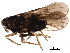  (Delphacodes sp - BIOUG27760-F03)  @14 [ ] CreativeCommons - Attribution (2016) CBG Photography Group Centre for Biodiversity Genomics