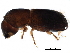  ( - BIOUG28015-E04)  @13 [ ] CreativeCommons - Attribution (2017) CBG Photography Group Centre for Biodiversity Genomics