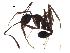  (Pheidole ajax - BIOUG28015-E05)  @13 [ ] CreativeCommons - Attribution (2016) CBG Photography Group Centre for Biodiversity Genomics