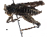  (Chiriquia - BIOUG27762-E04)  @13 [ ] CreativeCommons - Attribution (2016) CBG Photography Group Centre for Biodiversity Genomics