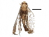  (lymanMalaise20 - BIOUG28020-H02)  @13 [ ] CreativeCommons - Attribution (2016) CBG Photography Group Centre for Biodiversity Genomics