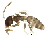  ( - BIOUG28092-D04)  @13 [ ] CreativeCommons - Attribution (2016) CBG Photography Group Centre for Biodiversity Genomics