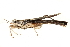  (Batrachideinae - BIOUG18777-D01)  @13 [ ] CreativeCommons - Attribution (2015) CBG Photography Group Centre for Biodiversity Genomics