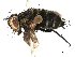  ( - BIOUG18777-H09)  @11 [ ] CreativeCommons - Attribution (2018) CBG Photography Group Centre for Biodiversity Genomics