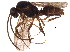  (Anochetus minans - BIOUG19395-E08)  @15 [ ] CreativeCommons - Attribution (2015) CBG Photography Group Centre for Biodiversity Genomics