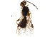  (Stiropius Malaise2791 - BIOUG19587-C08)  @13 [ ] CreativeCommons - Attribution (2015) CBG Photography Group Centre for Biodiversity Genomics