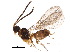  (Dinotrema Malaise4203 - BIOUG19587-C11)  @15 [ ] CreativeCommons - Attribution (2015) CBG Photography Group Centre for Biodiversity Genomics
