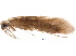  (Triaenodes delicatus - BIOUG19587-H06)  @14 [ ] CreativeCommons - Attribution (2015) CBG Photography Group Centre for Biodiversity Genomics