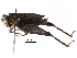  (Metrodorinae - BIOUG19591-C03)  @14 [ ] CreativeCommons - Attribution (2016) CBG Photography Group Centre for Biodiversity Genomics