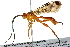  (Neotheronia 6972 - BIOUG19591-E02)  @14 [ ] CreativeCommons - Attribution (2015) CBG Photography Group Centre for Biodiversity Genomics