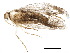  (cramBioLep01 BioLep1524 - BIOUG19724-F12)  @12 [ ] CreativeCommons - Attribution (2015) CBG Photography Group Centre for Biodiversity Genomics