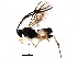  ( - BIOUG19826-C01)  @12 [ ] CreativeCommons - Attribution (2015) CBG Photography Group Centre for Biodiversity Genomics