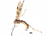  (Triraphis federicomatarritai - BIOUG19932-A06)  @13 [ ] CreativeCommons - Attribution (2016) CBG Photography Group Centre for Biodiversity Genomics