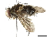  ( - BIOUG19932-F10)  @13 [ ] CreativeCommons - Attribution (2019) CBG Photography Group Centre for Biodiversity Genomics