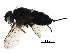  (Chaetostigmoptera Malaise9466 - BIOUG20342-B11)  @13 [ ] CreativeCommons - Attribution (2016) CBG Photography Group Centre for Biodiversity Genomics