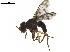  (tachWood62 - BIOUG20202-G11)  @14 [ ] CreativeCommons - Attribution (2019) CBG Photography Group Centre for Biodiversity Genomics