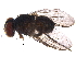  ( - BIOUG22612-B03)  @11 [ ] CreativeCommons - Attribution (2016) CBG Photography Group Centre for Biodiversity Genomics