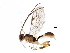  (Mesochorus seisnueve - BIOUG23036-D10)  @13 [ ] CreativeCommons - Attribution (2016) CBG Photography Group Centre for Biodiversity Genomics